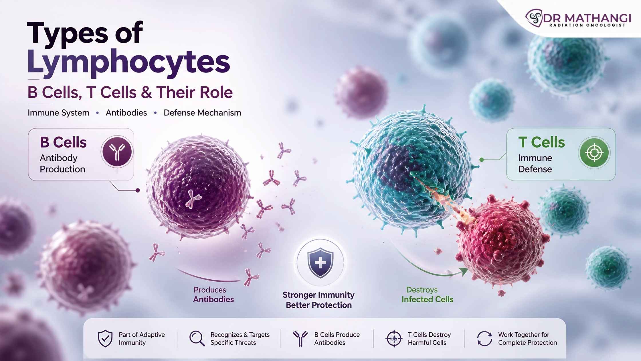 Types of Lymphocytes: B Cells, T Cells & Their Role