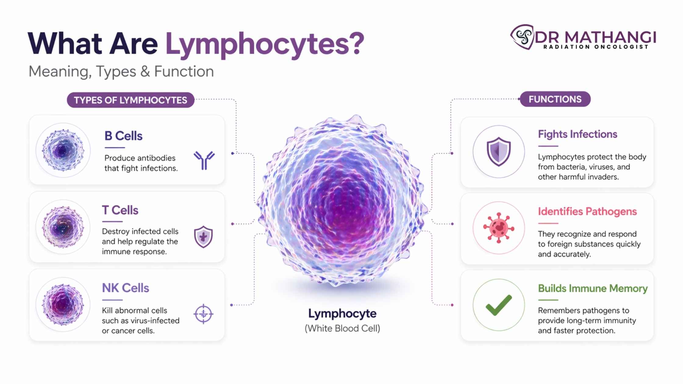 What Are Lymphocytes? Meaning, Types & Function