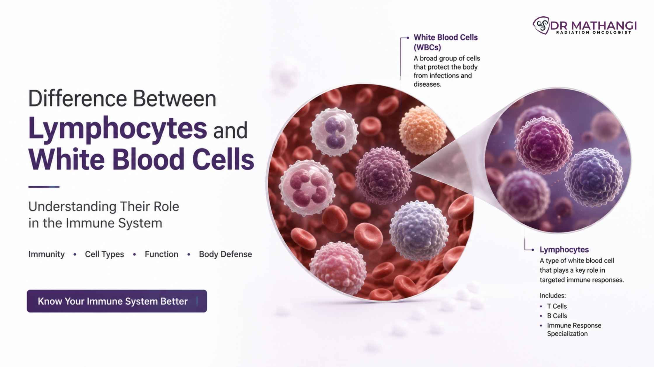 Difference Between Lymphocytes and White Blood Cells