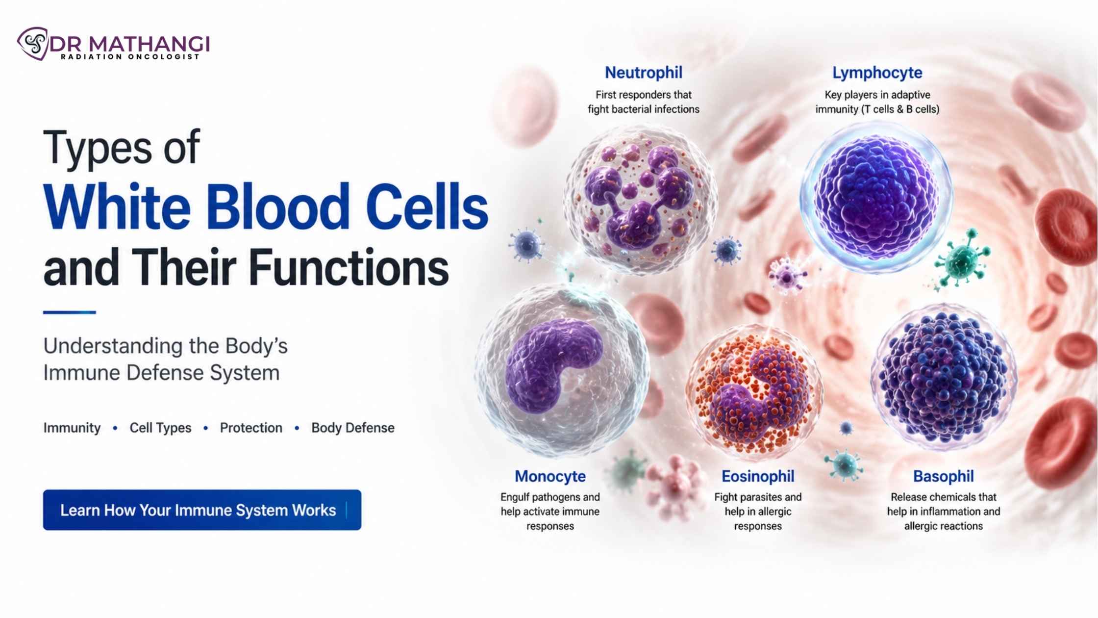 Types of White Blood Cells and Their Functions